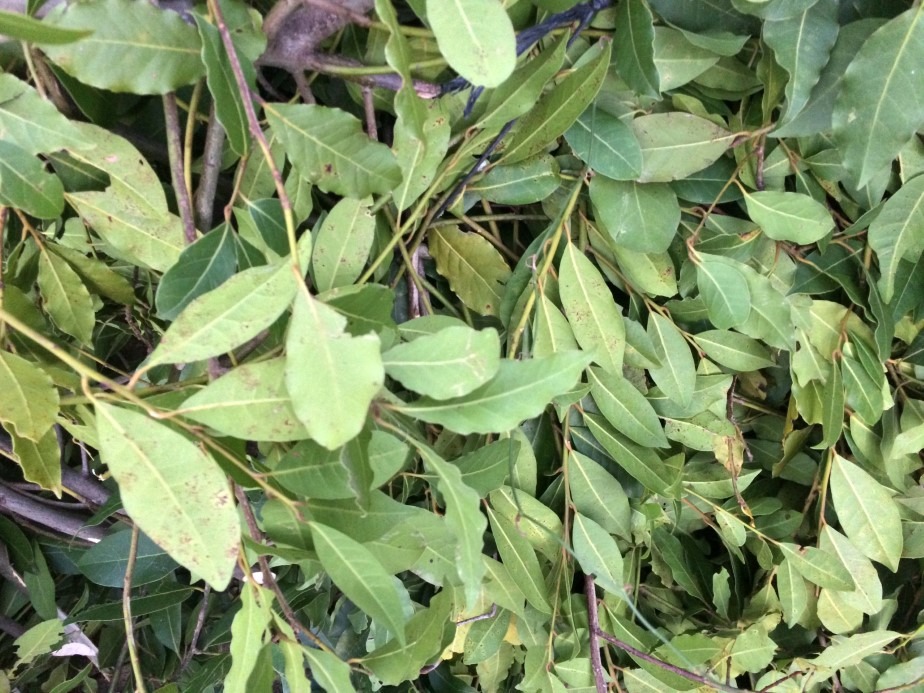 Bir köyün geçim kaynağı: Kilosu 25 TL