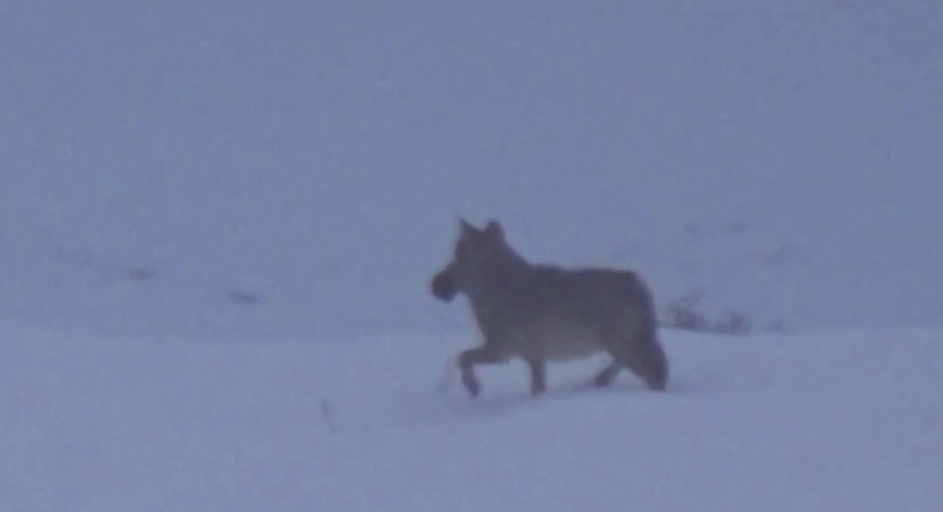 Doğa gezisinde kurtla karşılaştı