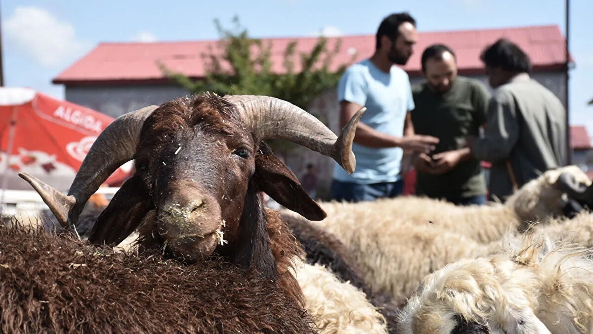 Son dakika: Sivas’ta 2026 kurbanlık satış yeri belli oldu