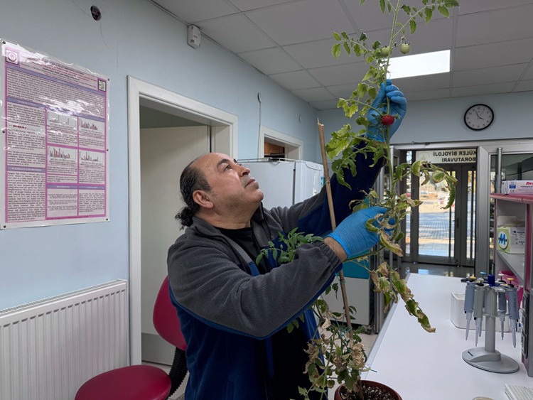 Kovid-19 salgınına karşı domates