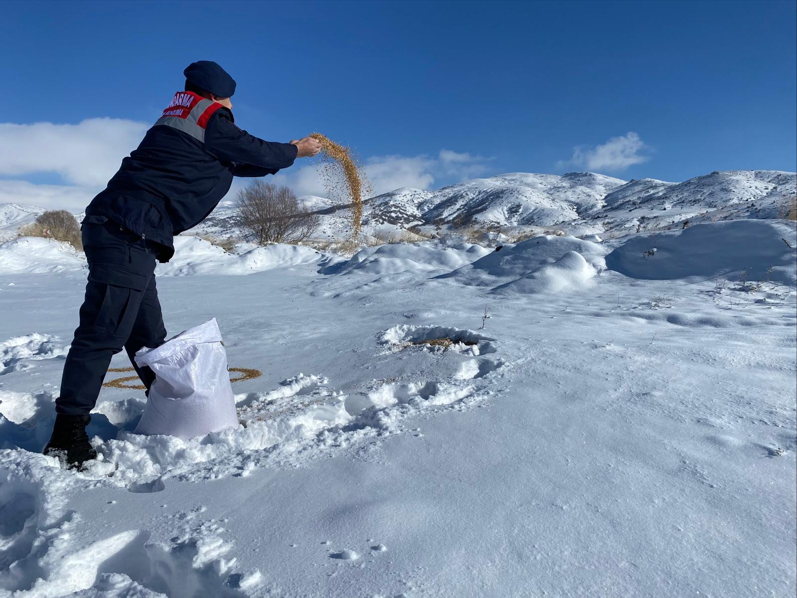 Sivas'ta sokak hayvanlarına yem desteği