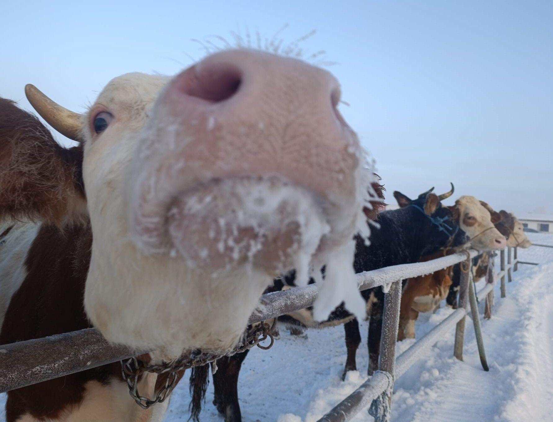 Sivas'ta eksi 27’de hayvan pazarı buz kesti: 10 bin kapasiteli pazar, 30 hayvanla açıldı