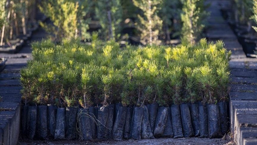 Türkiye 2025'te ağaçlandırma yılı oldu