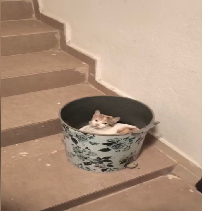 Soğuktan korunma için çöp kutusuna girdi