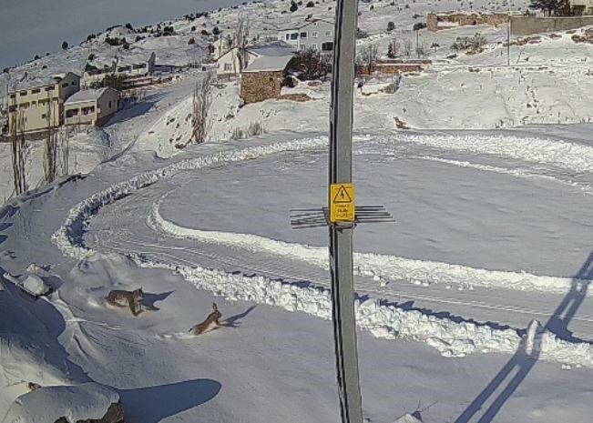 Sivas'ta vaşak tavşanı böyle avladı