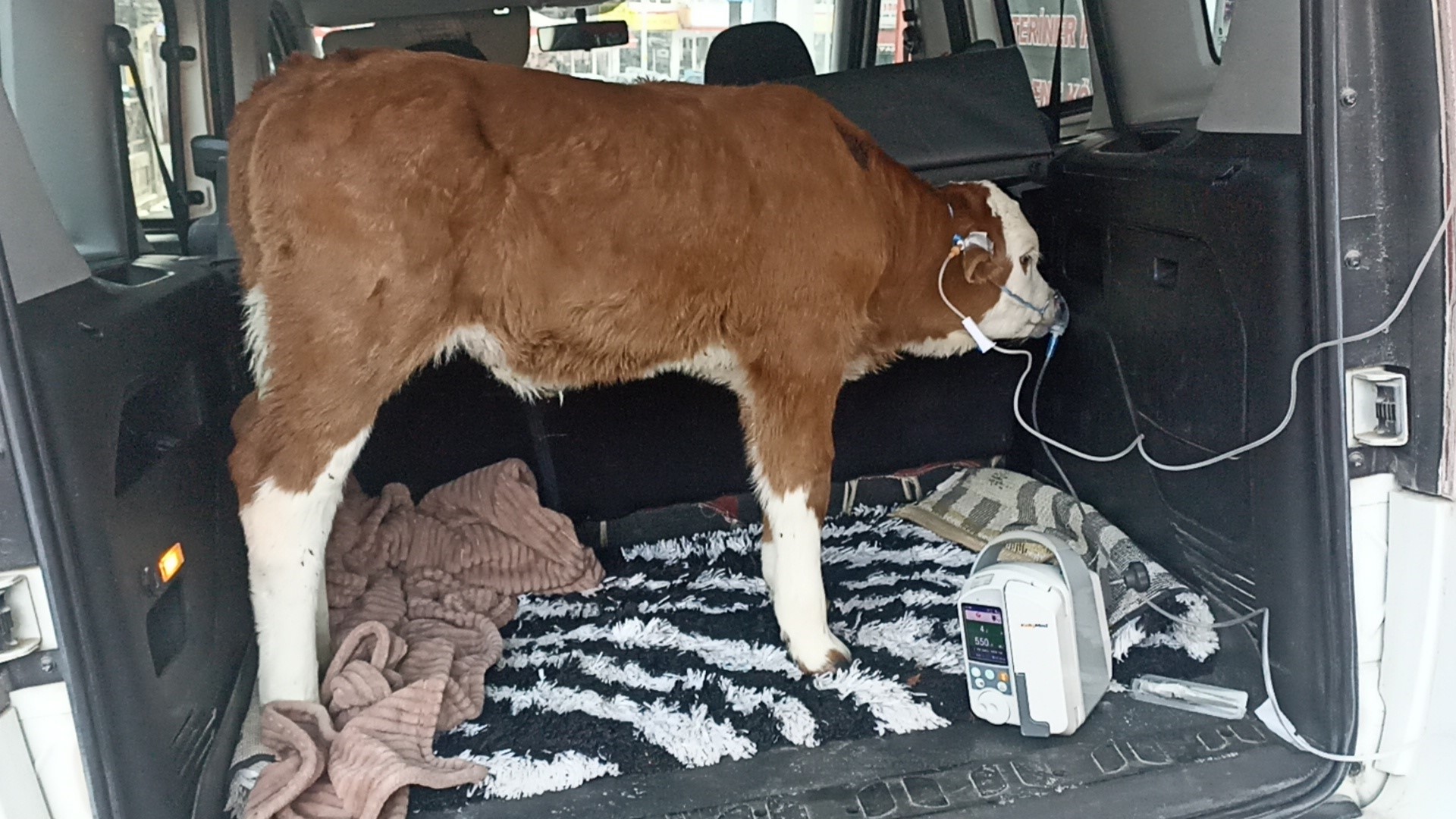 Sivas'ta dumandan zehirlenen buzağı bagajda tedavi edildi