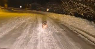 Sivas’ta kurt alarmı: Kara yolunda görüntülendiler