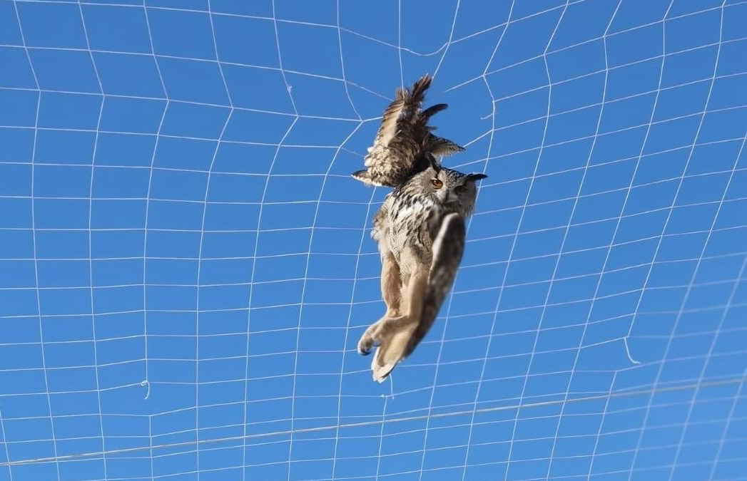 Sivas'ta öğrenciler fileye takılan puhu kuşkunu kurtardı