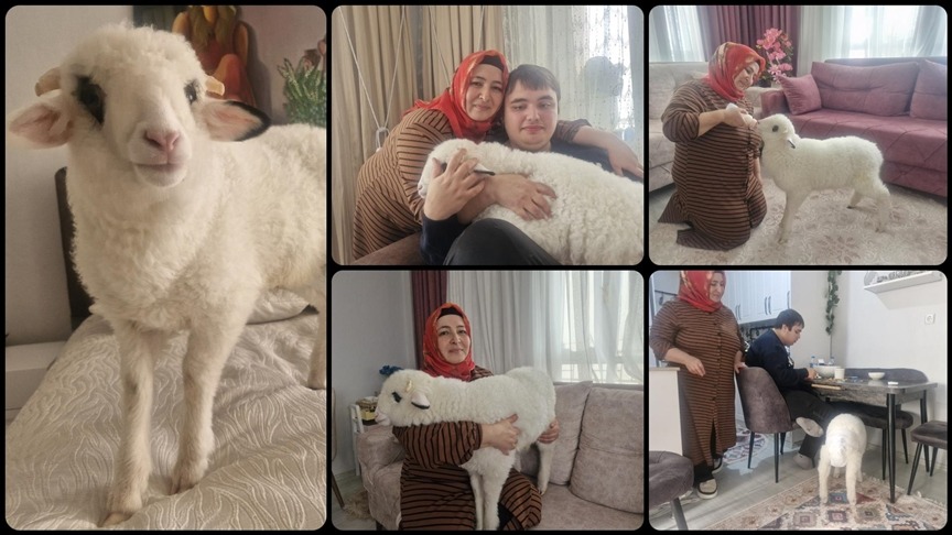Otizmli oğlunun isteği üzerine aldıkları kuzuya evde bebek gibi bakıyorlar