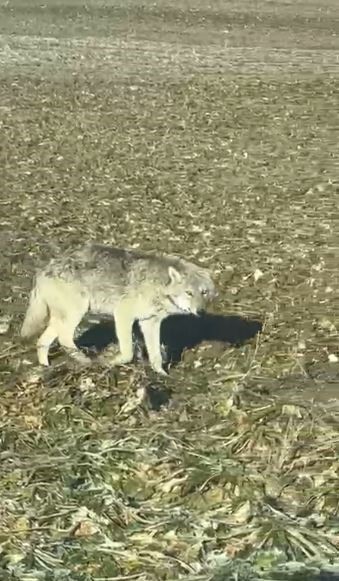 Sivas'ta besin bulamayan kurtlar yerleşim yerlerine iniyor