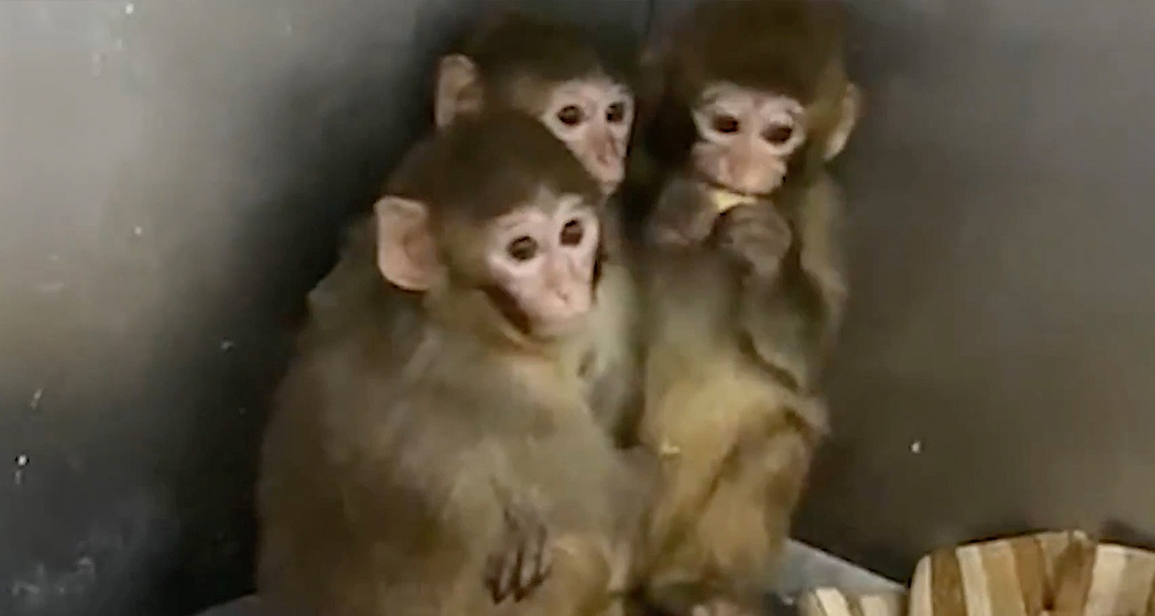 Bursa’da 3 makak maymunu koruma altına alındı