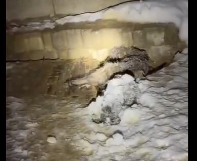 Sivas’ta yol açılmadığı için yavru köpekler açlıktan öldü iddiası