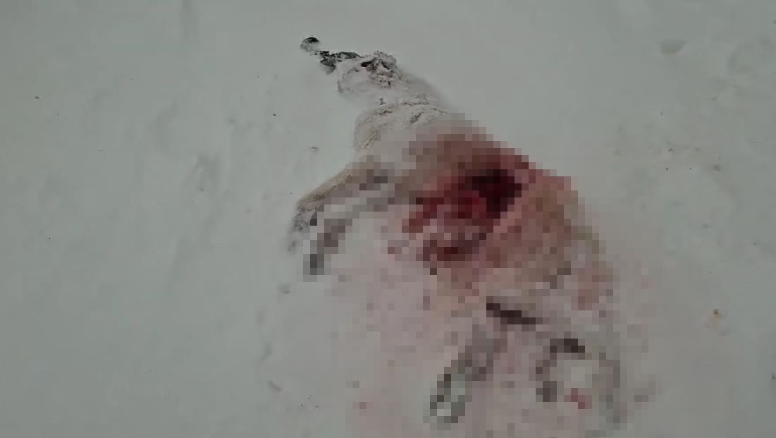 Sivas'ta  aç kalan kurtlar köyün kabusu oldu