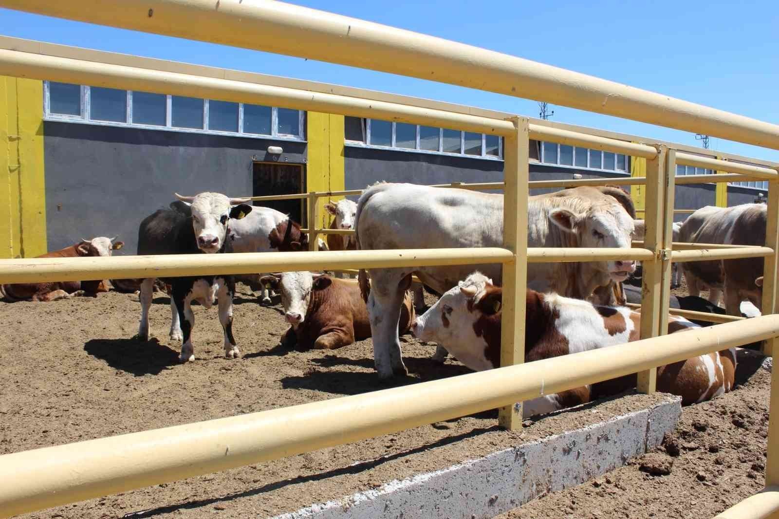 Sivas'ta 23 projeye TKDK desteği