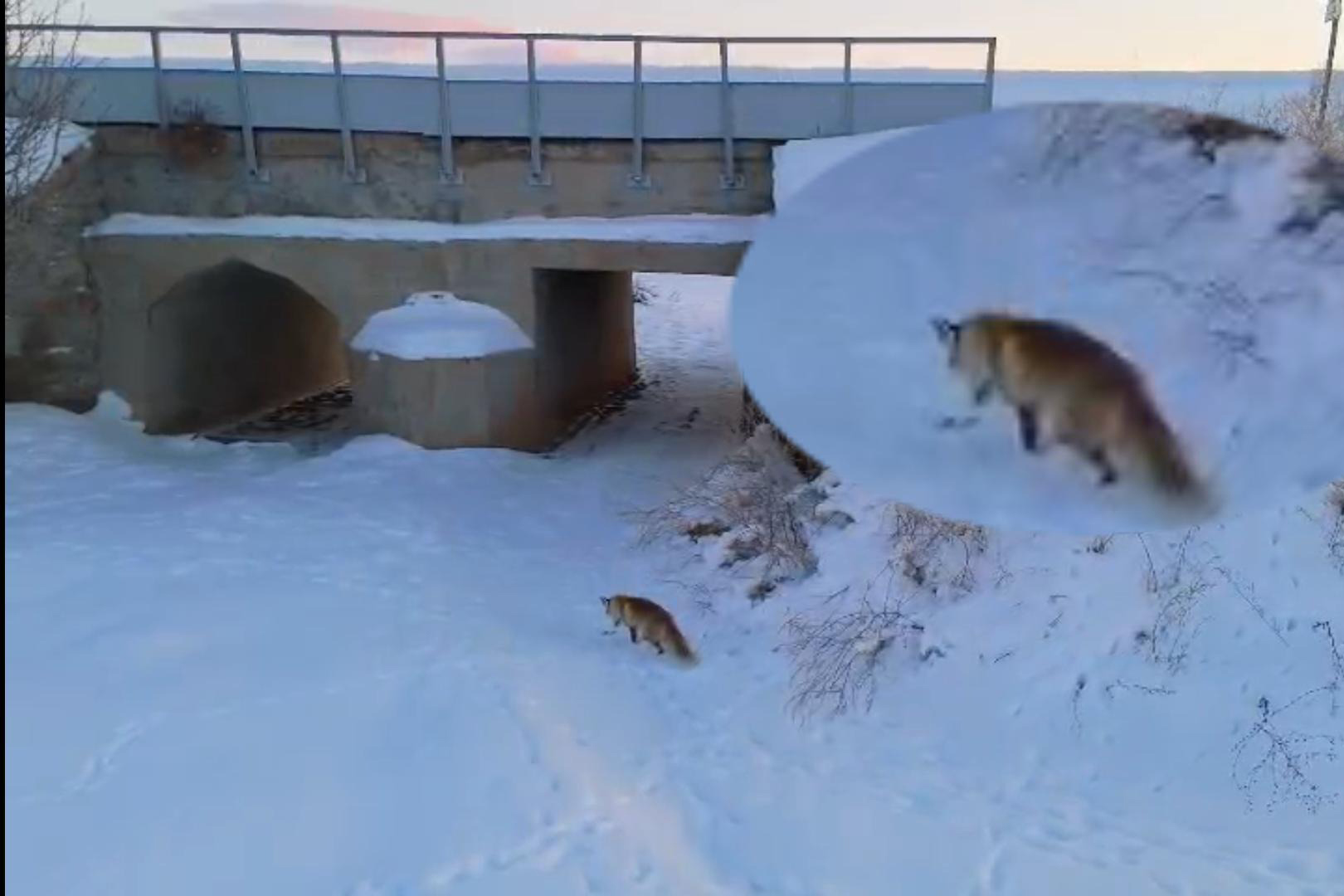 Kış bastırdı, tilkiler Sivas'ta sokaklarına indi