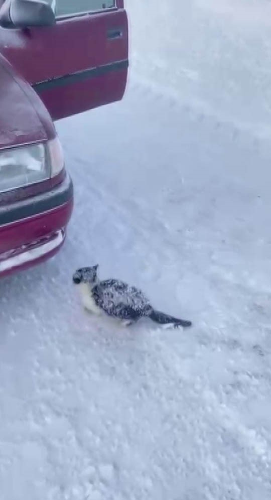 Sivas'ta donmak üzere olan kedi vatandaş tarafından kurtarıldı