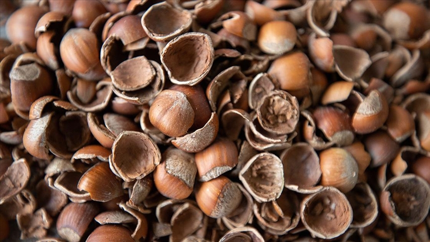 Fındık kabukları ekonomiye kazandırılacak