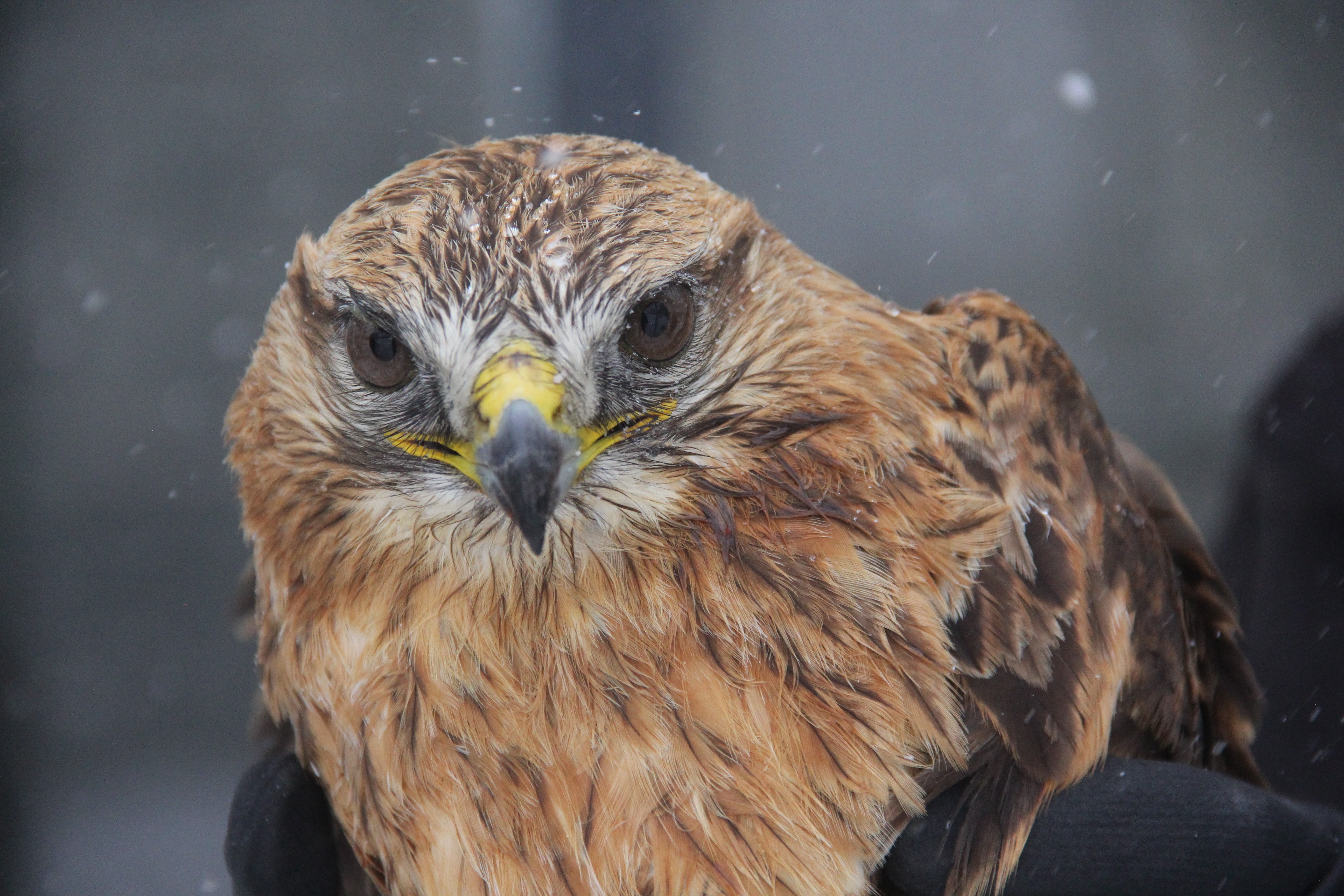 Sivas'ta bitkin halde bulunan Kızıl şahin koruma altına alındı