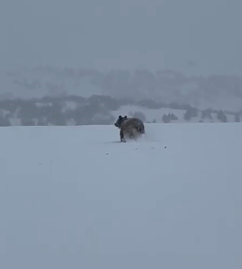 Sivas'ta kış uykusuna yatmayan ayı kaçarken görüntülendi