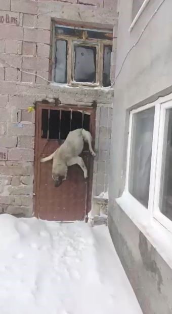 Sivas’ta tipiden kaçan sahipsiz köpek ahır kapısına sıkıştı