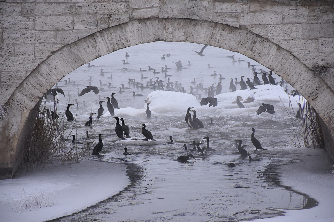 Kızılırmak'ta 'karabatak' şöleni