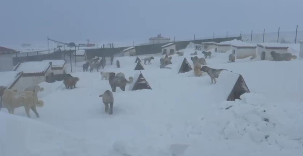 Kar altındaki çiftlikte şok yaşadı