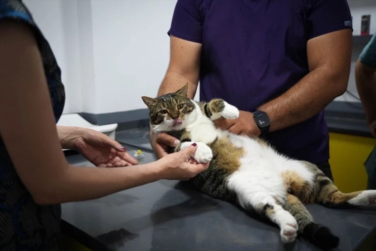 Üzerine kedi düştü, tazminat alacak