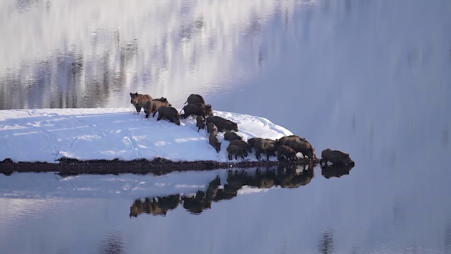 Sivas'ta domuz sürüsü -20 derece soğukta nehri aştı