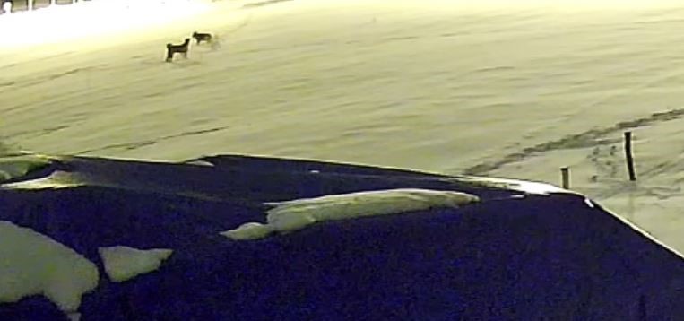 Sivas’ta aç kalan 6 kurt çiftlik köpeğini parçaladı