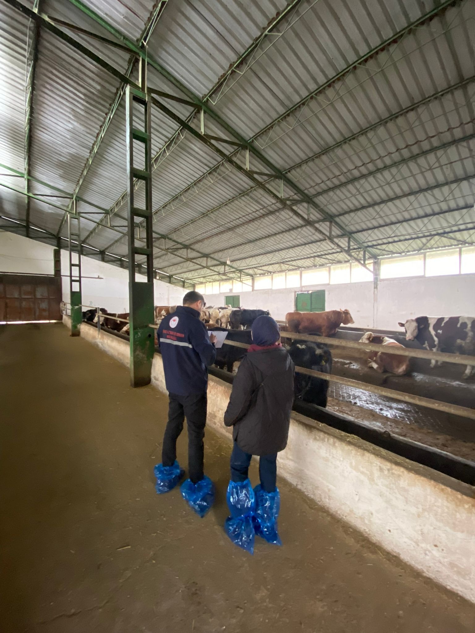 Bu çalışma hayvancılığı değiştirecek! Sivas’ta ekipler sahaya indi