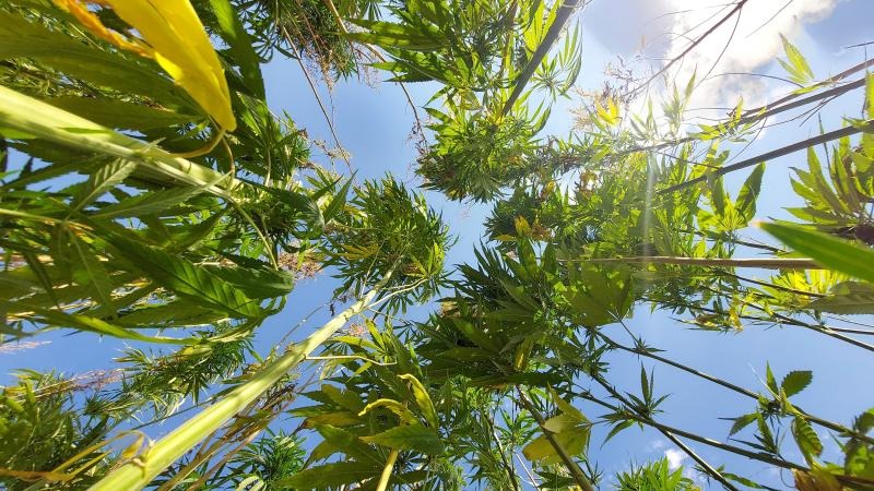 Sivas'ta kenevir üretimine izin verildi!