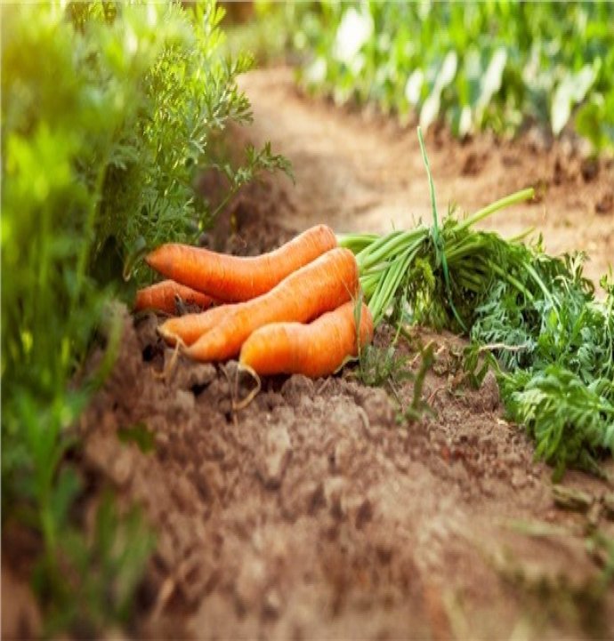 Tarladan tezgâha fiyat makası derinleşti: Havuç 3,8 kat zamlandı