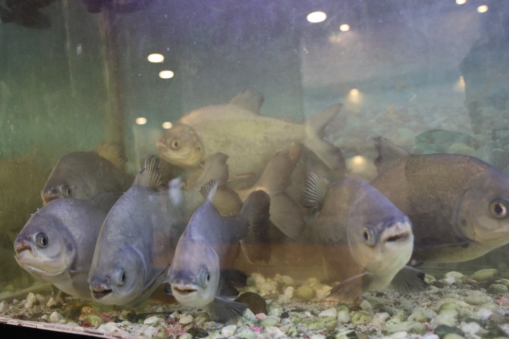 8 adet pirana balığı 12 yıldır kelle paçayla besleniyor