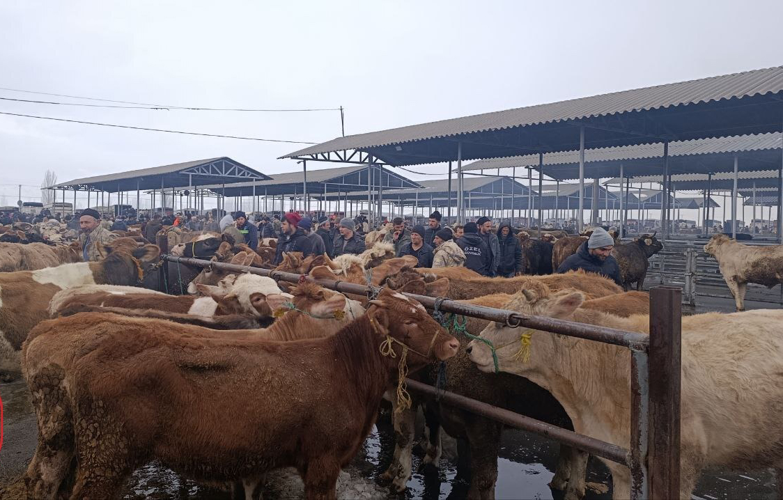 Şarkışla Hayvan Pazarı yeniden açıldı: Alıcı da satıcı da akın etti