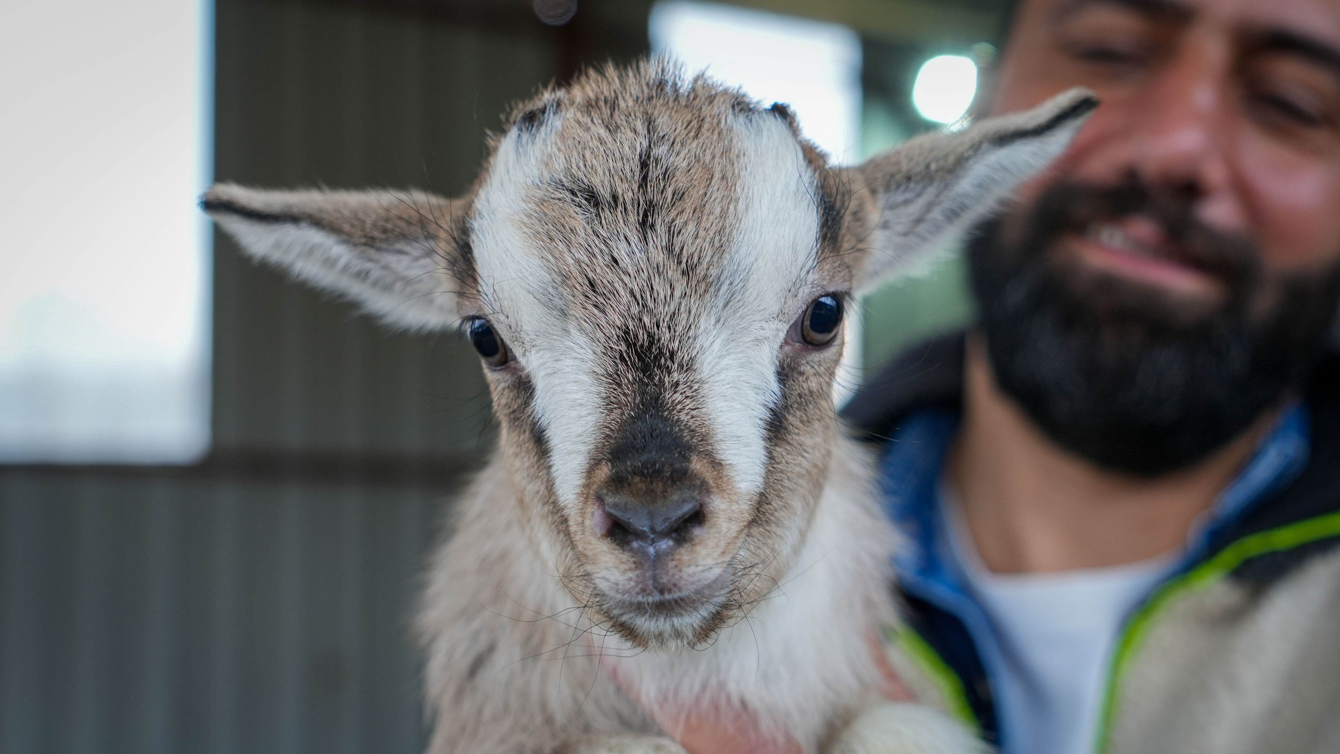 Kedi köpeğin yerini ‘cüce keçi’ alabilir