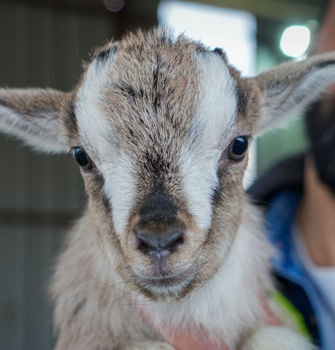 Kedi köpeğin yerini ‘cüce keçi’ alabilir