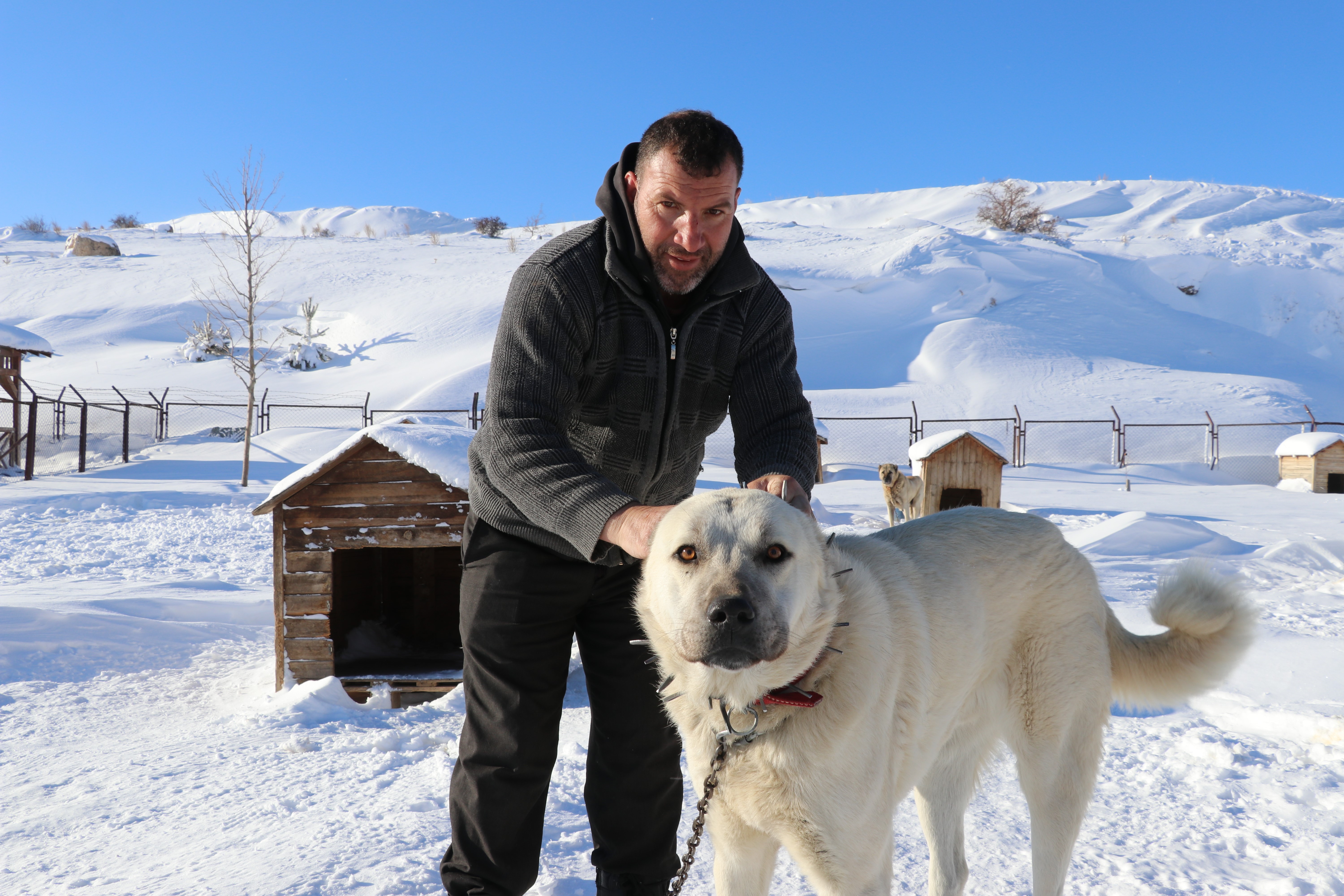 Gürün çengeli Kangal köpeklerine can simidi oluyor