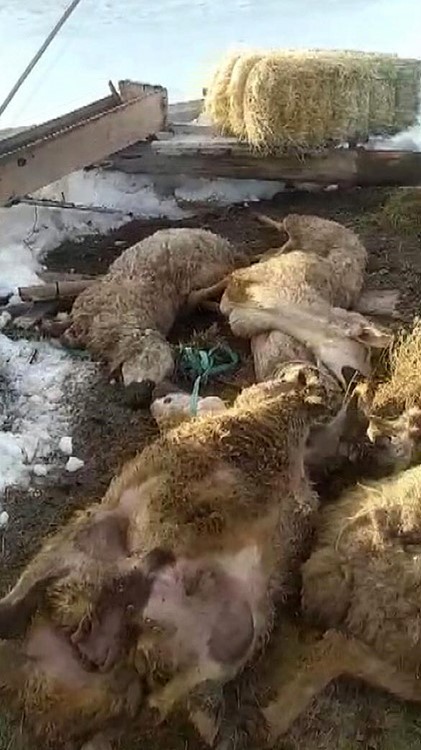 Sivas'ta ahırın çatısı çöktü: 40 koyun 15 kuzu telef oldu