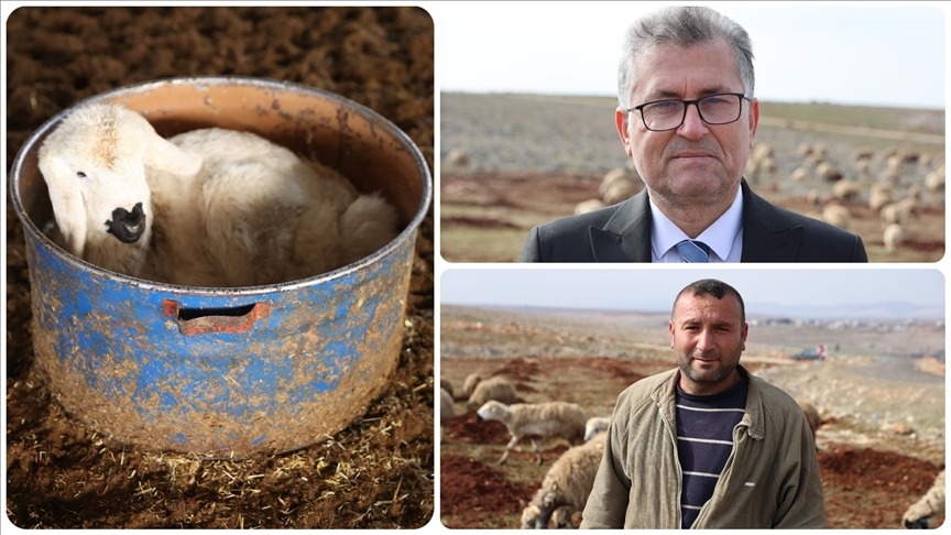 Depremzede besici, devlet desteğiyle sürüsünü büyüttü