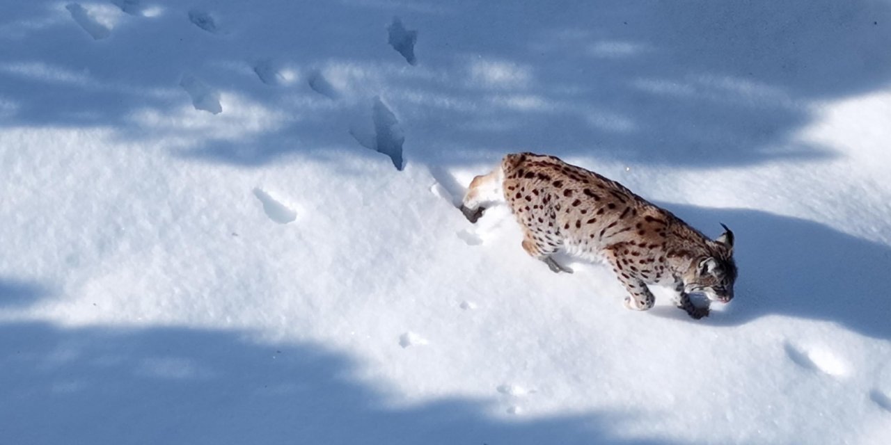 Nesli tehlike altındaki vaşak Sivas’ta görüntülendi
