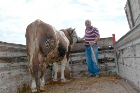 Suşehri'nde hayvan pazarı pazartesi günleri kurulacak