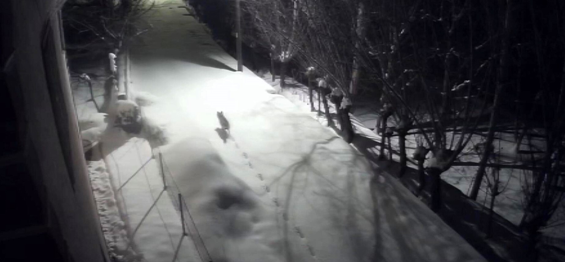 Gürün’de kurtlar mahalleye indi