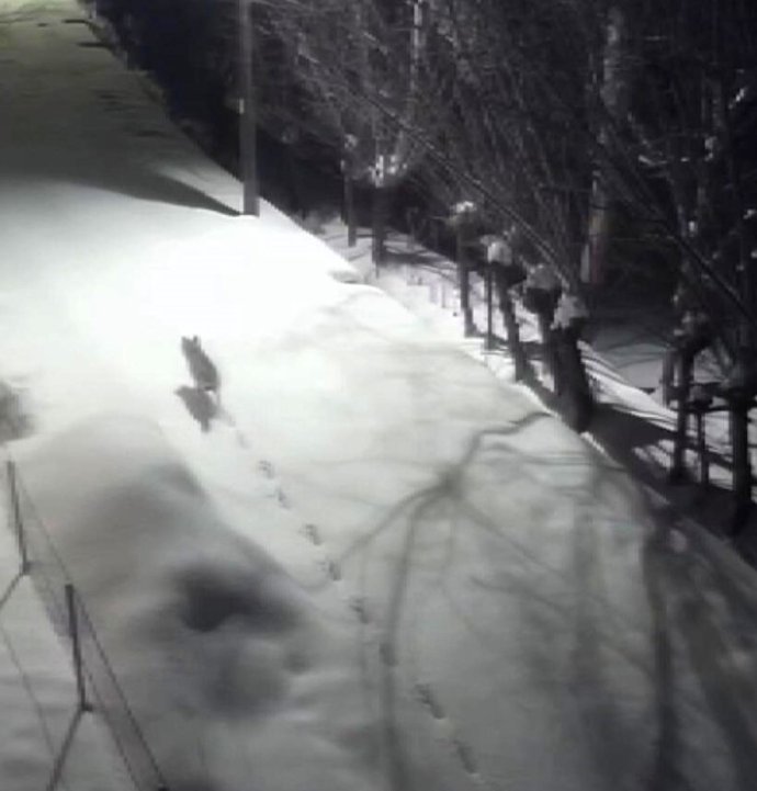 Gürün’de kurtlar mahalleye indi