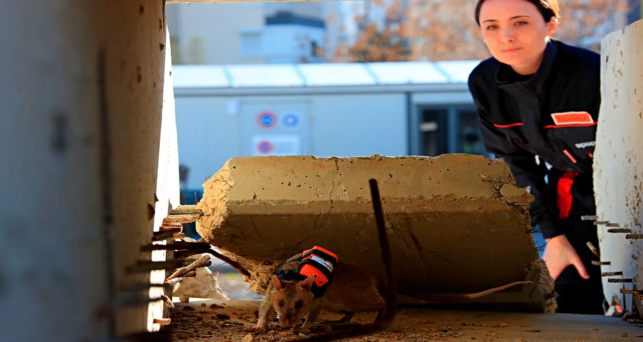Afrika keseli sıçanları enkaz altındaki "göz" olacak