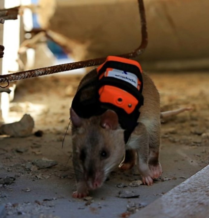 Afrika keseli sıçanları enkaz altındaki "göz" olacak