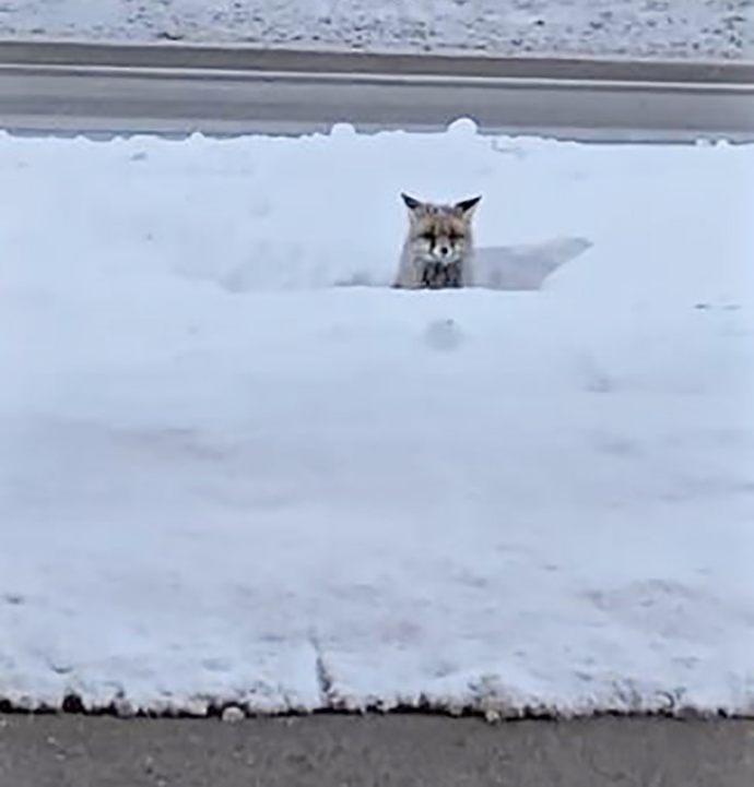 Aç kalınca şehre dadandılar