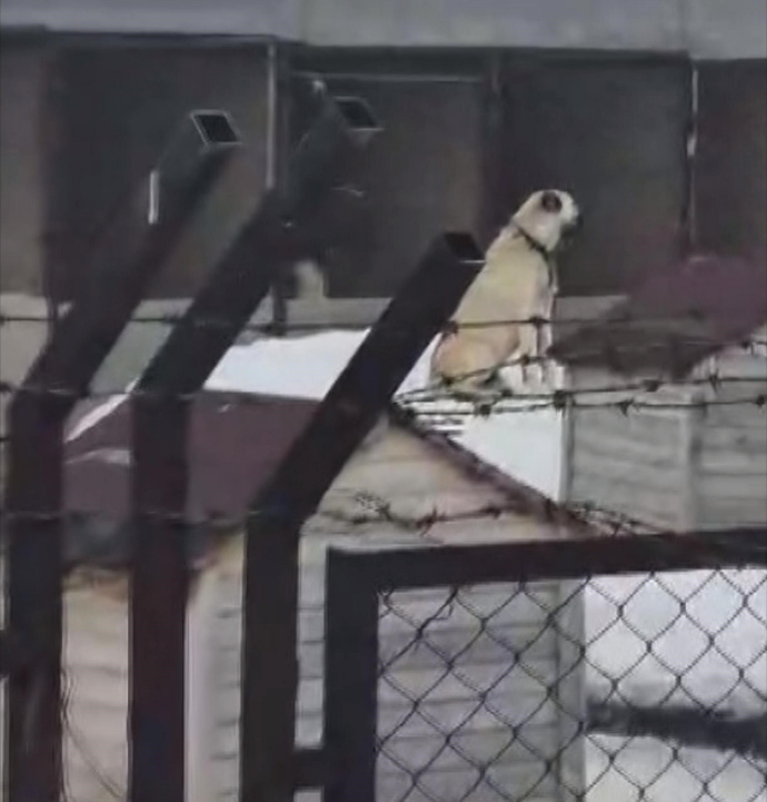 Erzincan depreminin Kangallar hissetti