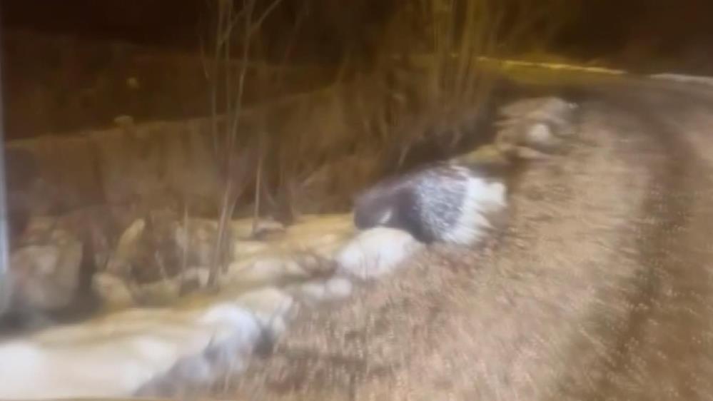 Oklu kirpi bu kez Sivas’ta görüldü