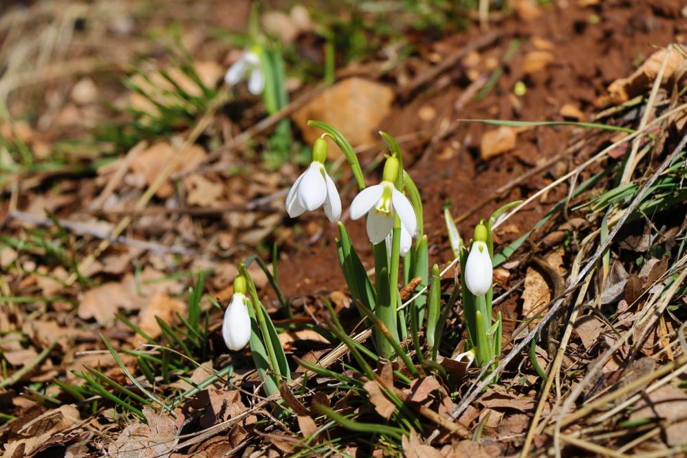 Kardelenler görücüye çıktı