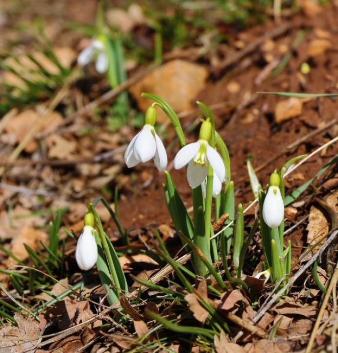 Kardelenler görücüye çıktı